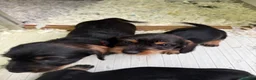 Dachshund dogs for sale: Wired Hair Dachshund Teckle Puppies - Advert 6