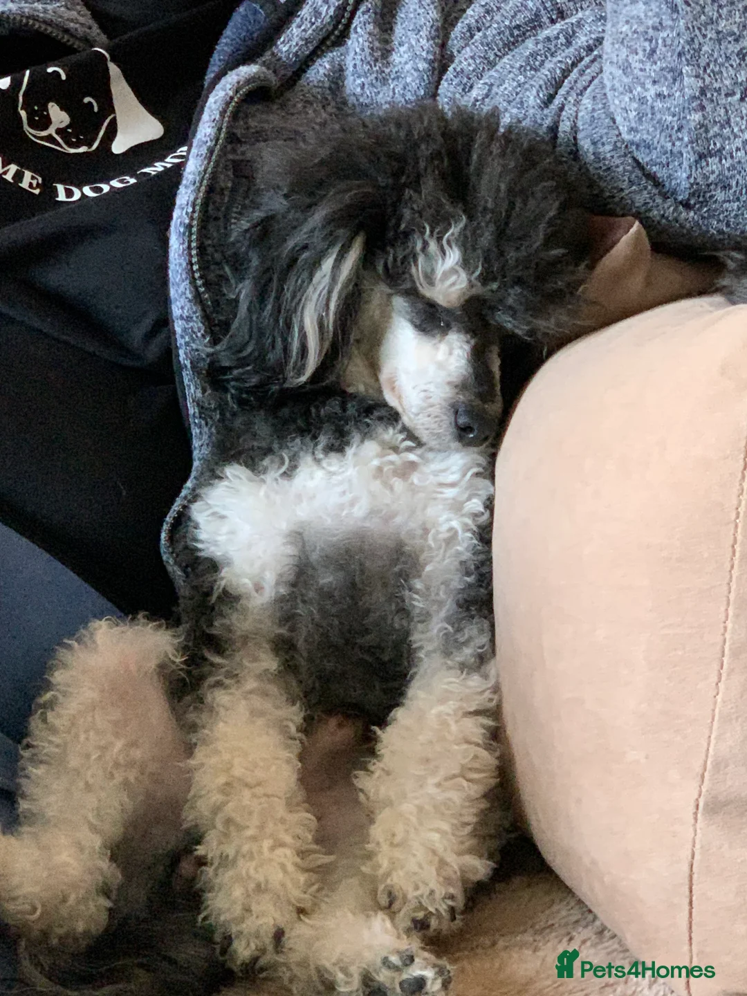 Toy Poodle dogs for stud: Phantom Toy Poodle Tri colour KC (STUD ONLY) in Coalville - Advert 4