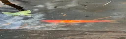 Goldfish fish for sale: Goldfish to rehome in Watford - Advert 1