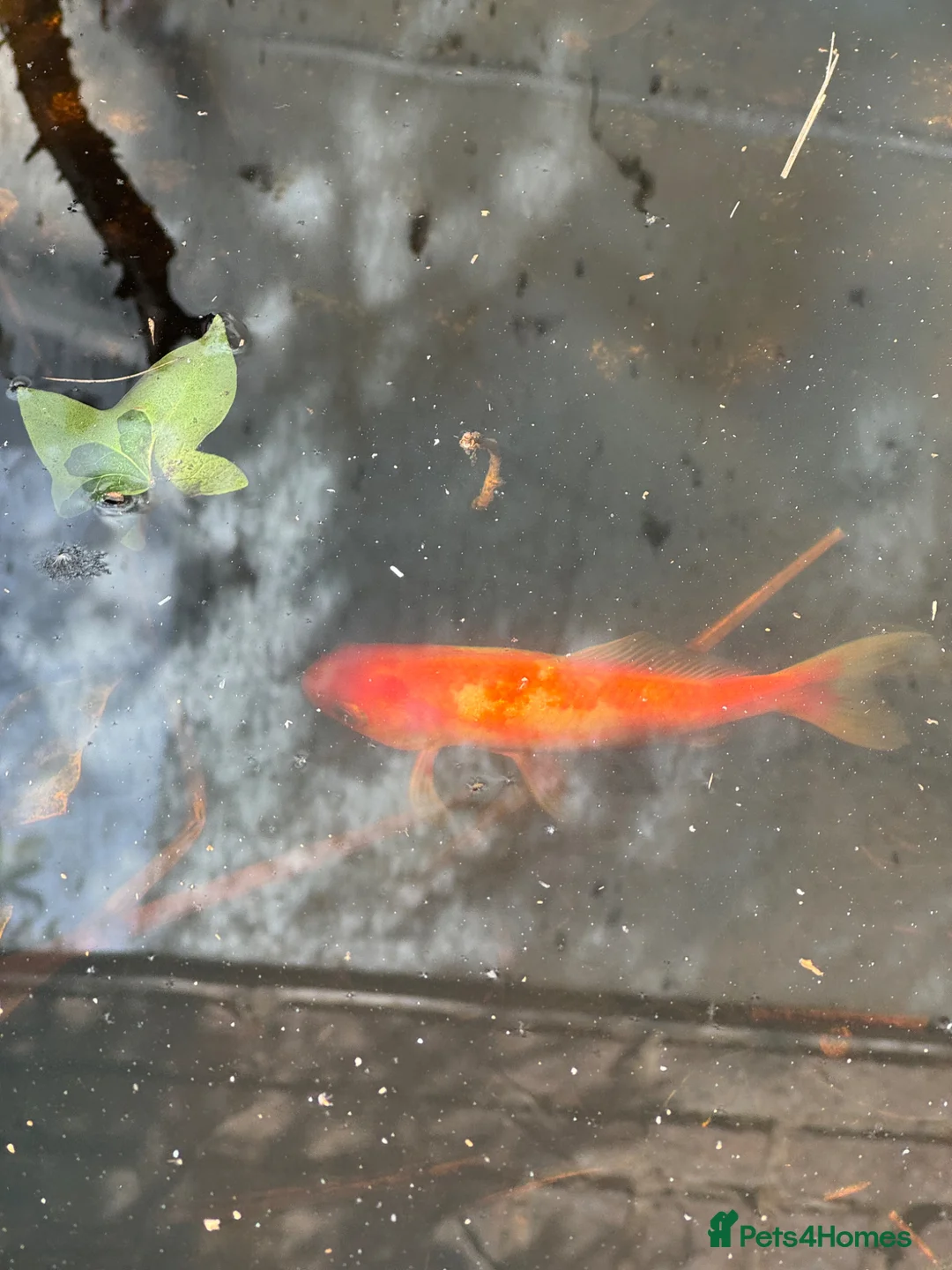 Goldfish fish for sale: Goldfish to rehome in Watford - Advert 1