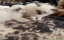Ragdoll cats for sale: Beautiful Dolls  - Advert 13