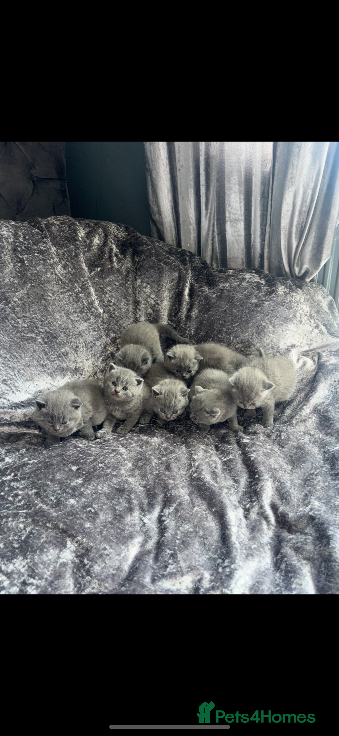 British Shorthair cats for sale: Blue British shorthair  - Image 4