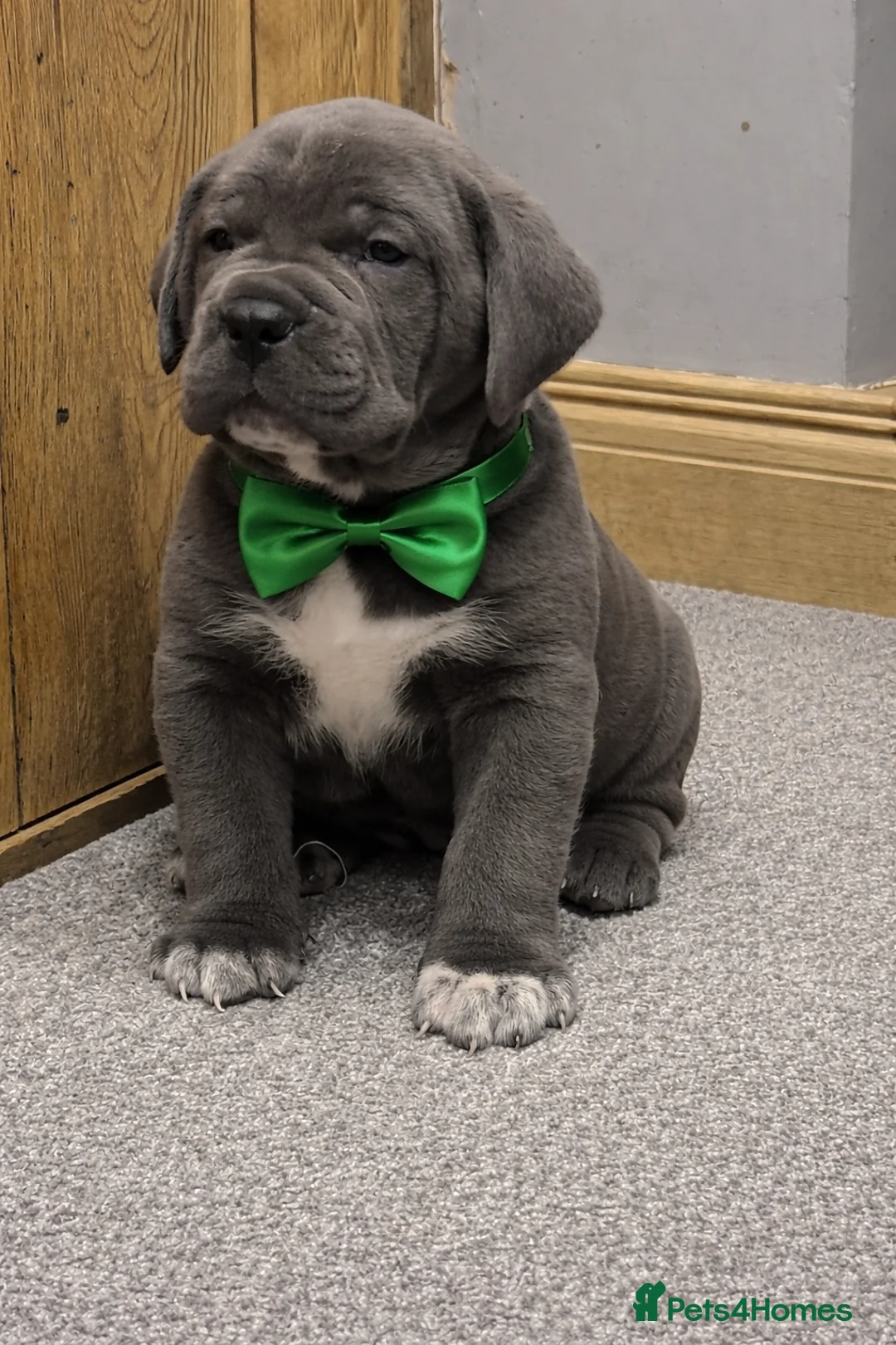 Cane Corso dogs for sale: 2 beautiful huge males left  - Advert 1