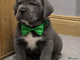 Cane Corso dogs 2 beautiful huge males left - Advert 1