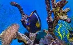 Other/Mixed Breed fish for sale: Large Marine Fish - King ANGEL & Regal Tang - Advert 3