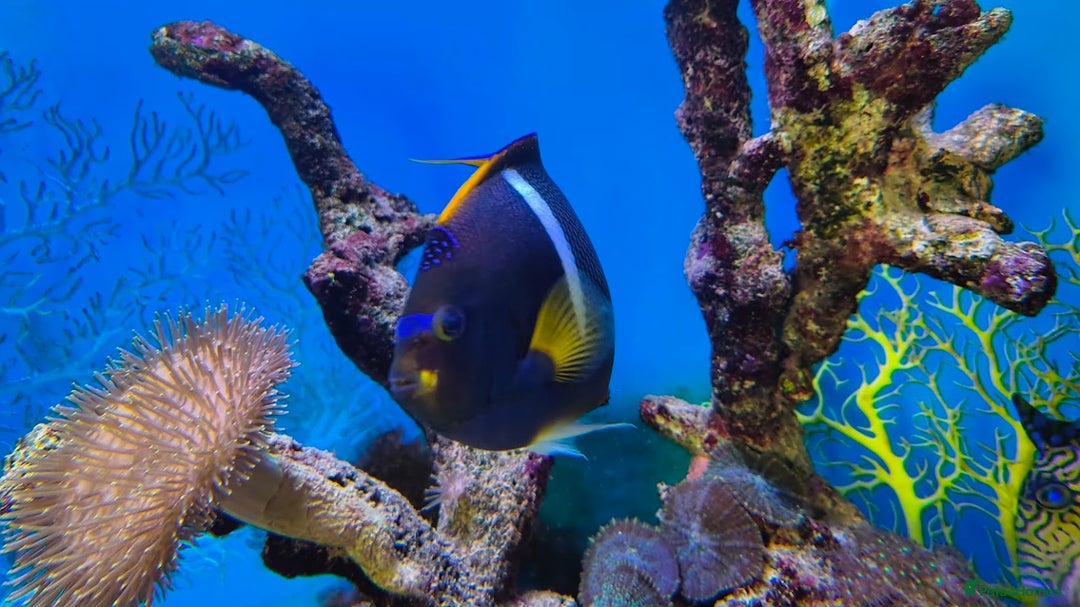 Other/Mixed Breed fish for sale: Large Marine Fish - King ANGEL & Regal Tang - Advert 3