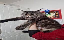 Maine Coon cats for sale: Pure maine coon - Image 40