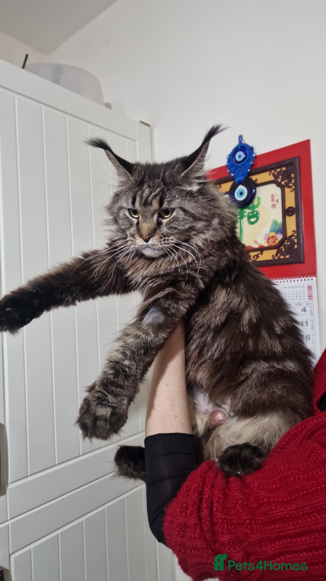 Maine Coon cats for sale: Pure maine coon - Image 40