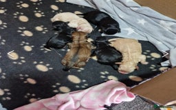 Toy Poodle dogs for stud: *STUD* Gorgeous KC Registered Toy Poodle in Manchester - Image 35