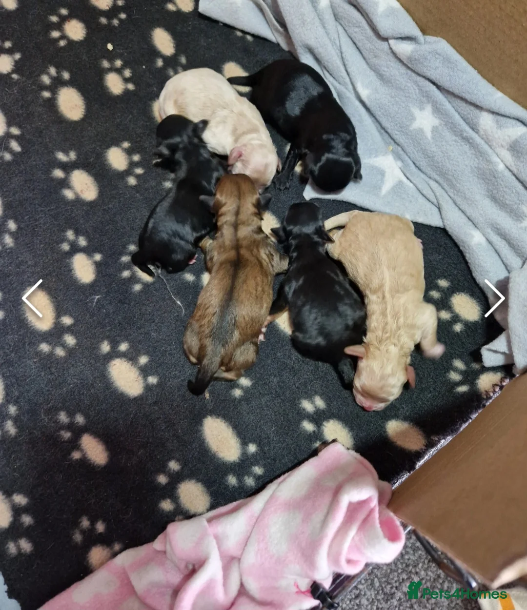 Toy Poodle dogs for stud: *STUD* Gorgeous KC Registered Toy Poodle in Manchester - Advert 33