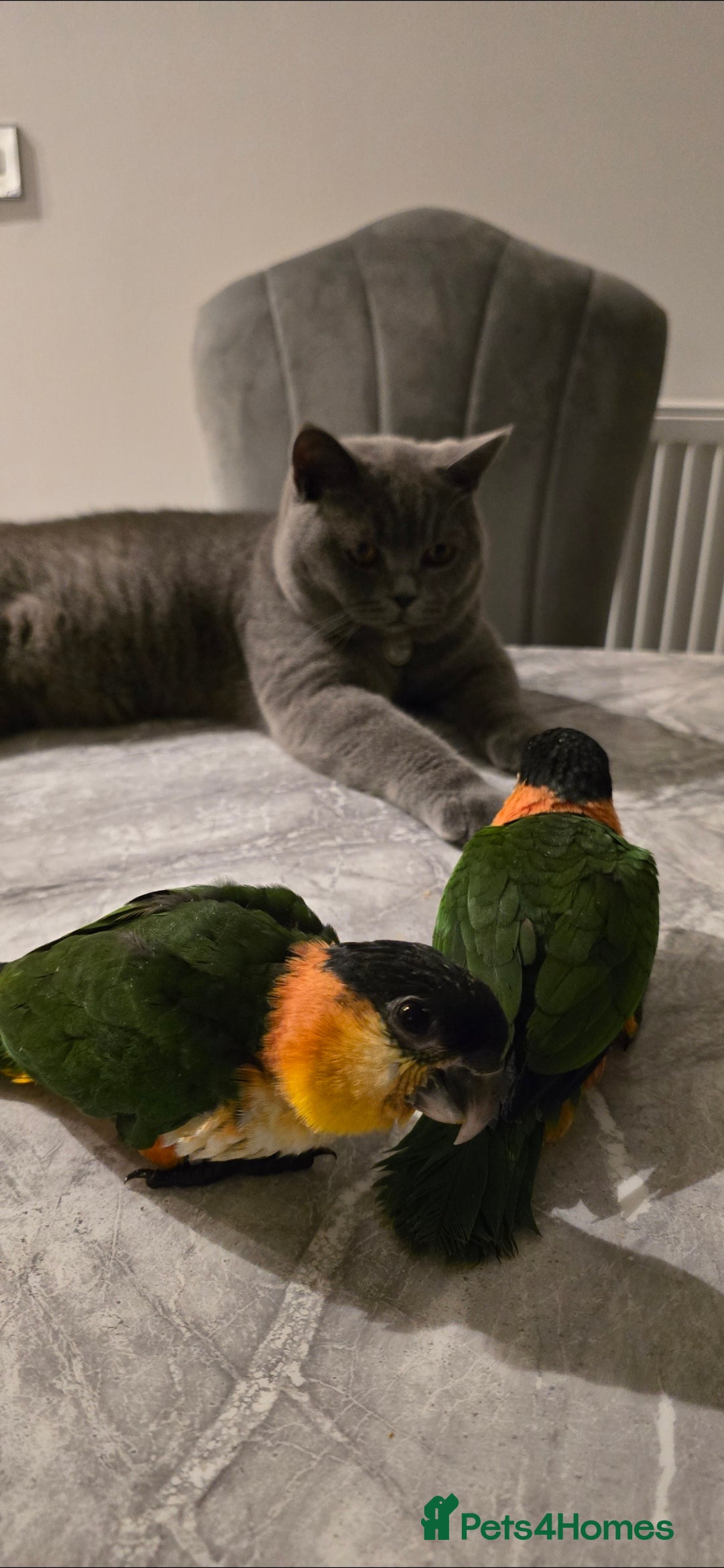 Parrots birds for sale: black headed Caiques hand reared babies  - Advert 11