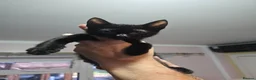 Sphynx cats for sale: Sphynx cross tuxedo  - Advert 3