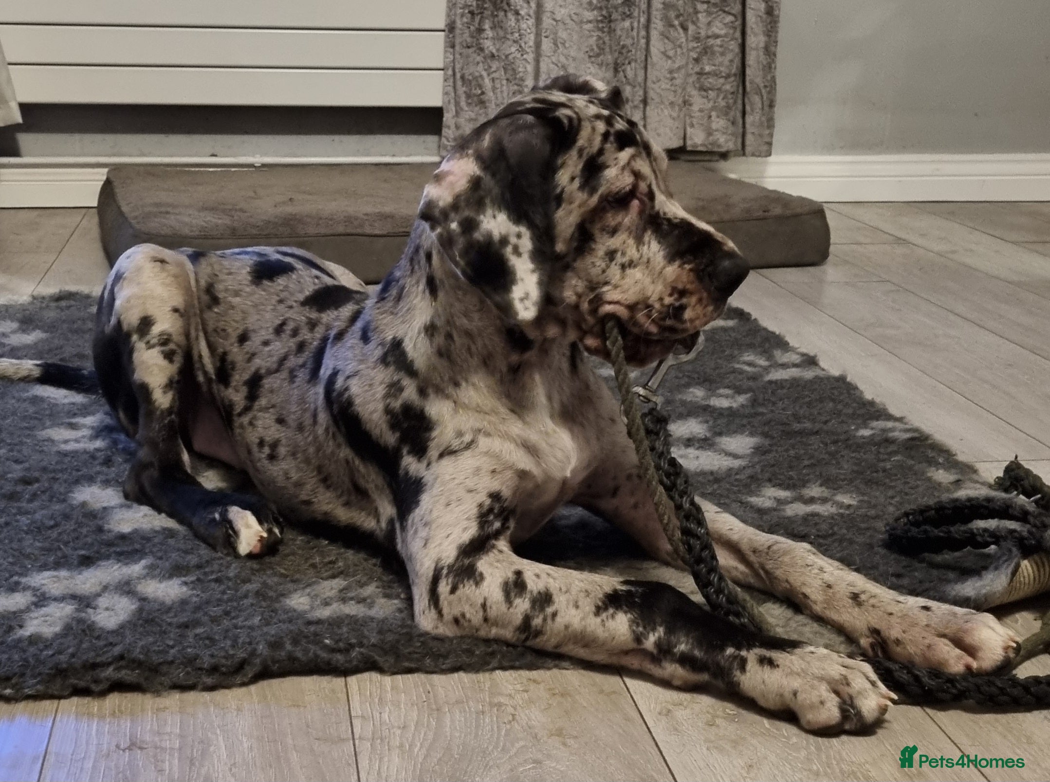 Great Dane dogs 1 Beautiful girl. KC & HEALTH TESTED  - Advert 1