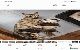 Bengal cats for sale: Pure Bengal kittens  - Image 4