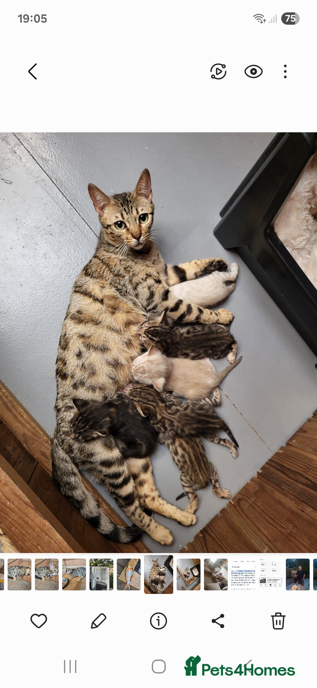 Bengal cats for sale: Pure Bengal kittens  - Image 4
