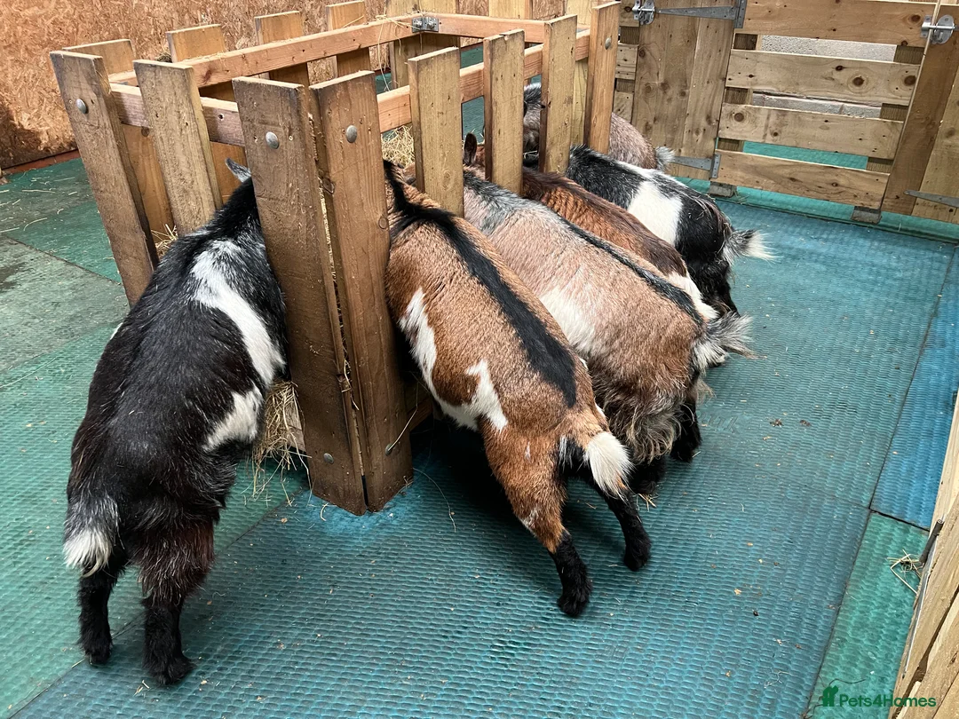 Goats livestock for sale: Pygmy goats, disbudded nanny’s  - Advert 16