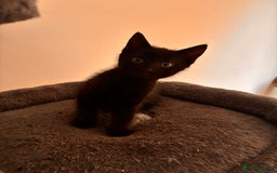 Mixed Breed cats for sale: Beautiful and super playful kittens  - Image 34