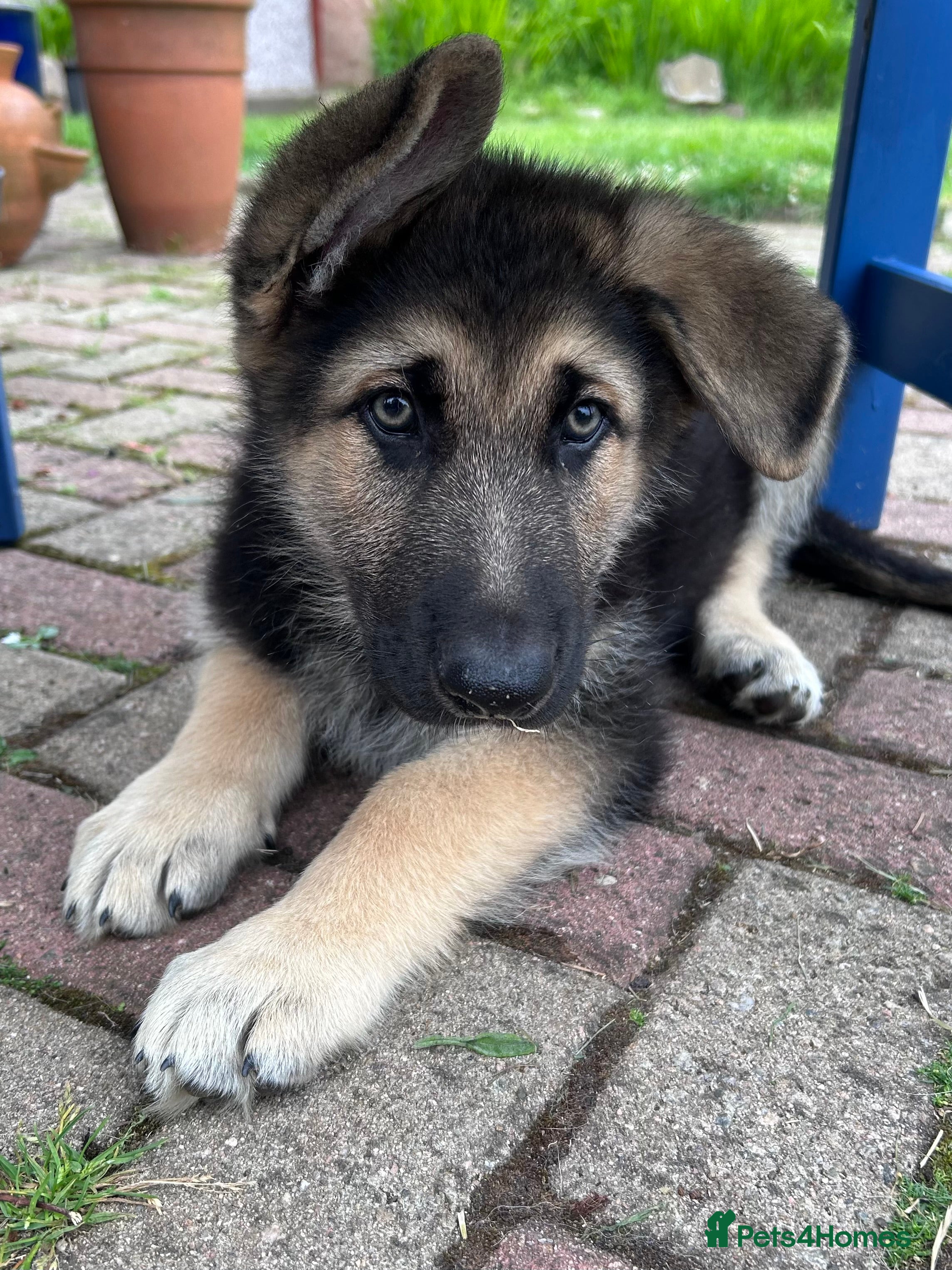 German Shepherd dogs READY NOW! Gorgeous long & med coat GSD Puppies  - Advert 2