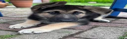 German Shepherd dogs for sale: READY NOW! Gorgeous long & med coat GSD Puppies  - Advert 26