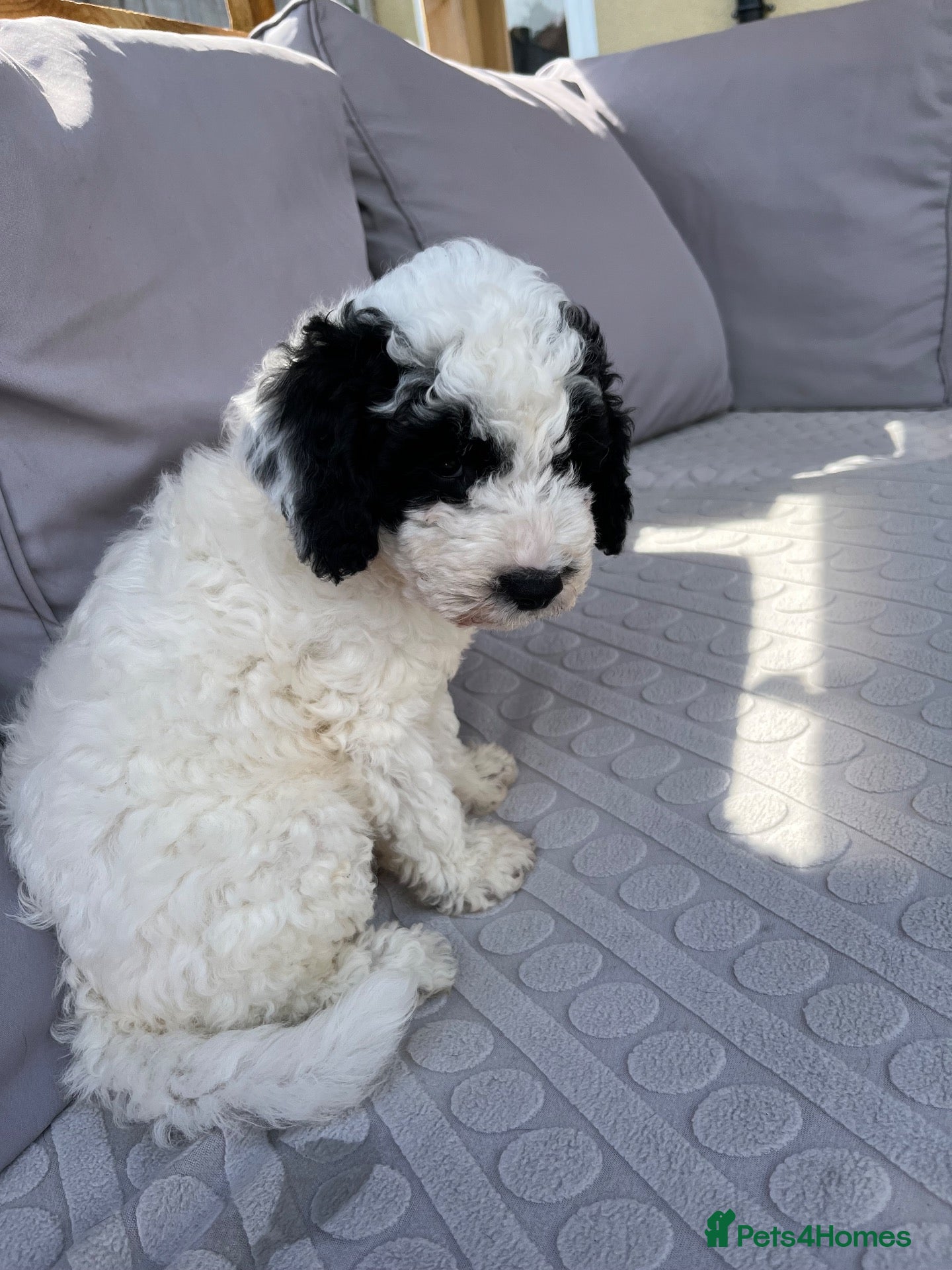 Sproodle dogs Gorgeous Sproodle puppies ready for forever homes - Advert 9