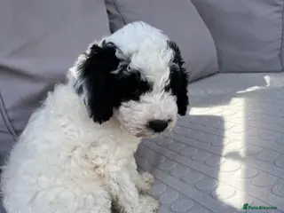 Sproodle dogs Gorgeous Sproodle puppies ready for forever homes - Advert 9