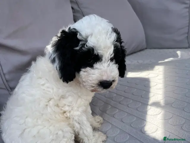 Sproodle dogs for sale: Gorgeous Sproodle puppies ready for forever homes - Advert 1