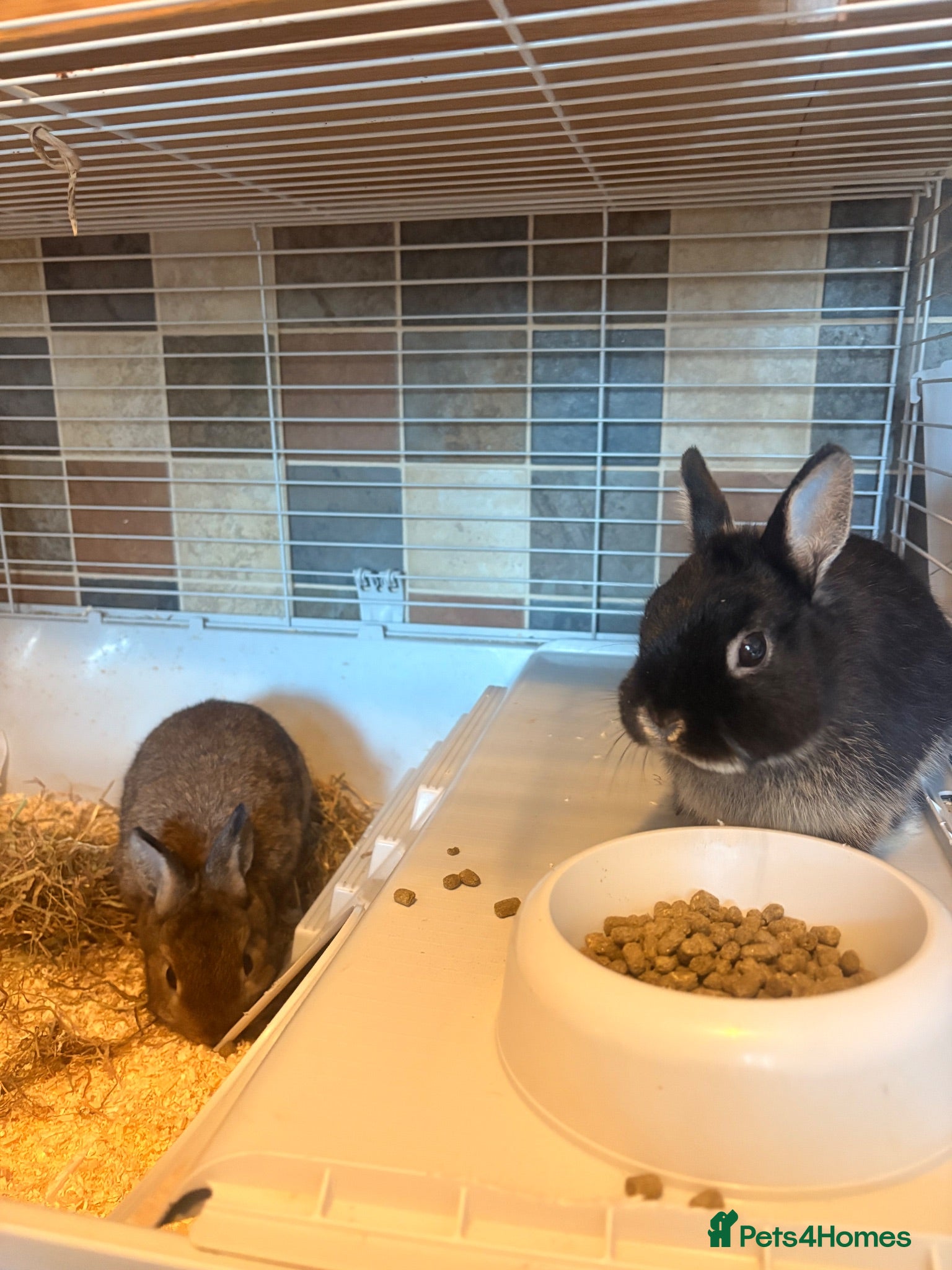 Dwarf Lop rabbits 2x mini little boy bunnies free to a new home 🏠  - Advert 2