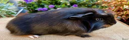 Guinea Pig rodents for sale: Baby male Guinea-pis in Crawley - Advert 5