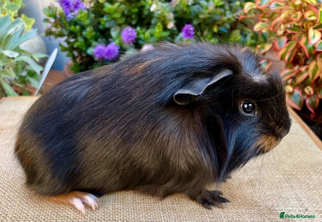 Guinea Pig rodents for sale: Baby male Guinea-pis in Crawley - Advert 5