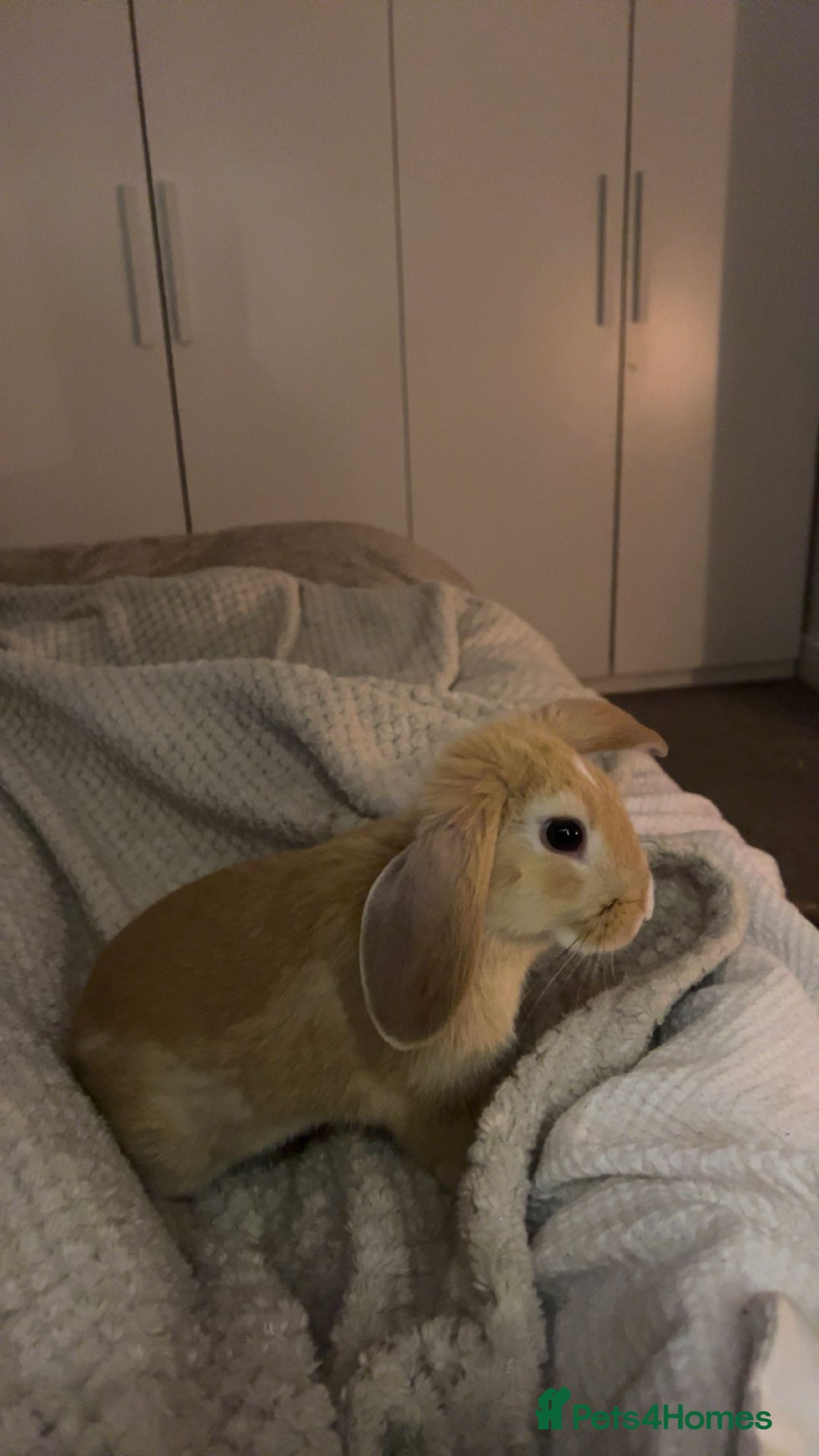 English Lop rabbits for sale: Koazy, cutest lop for sale  - Advert 2