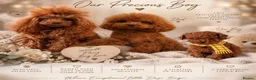 Toy Poodle dogs for sale: ✨ AN EXCEPTIONAL ASIAN TOY POODLE BOY ✨ - Advert 5