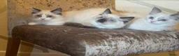 Ragdoll cats for sale: 6 GCCF ragdoll kittens  in Glasgow - Advert 4
