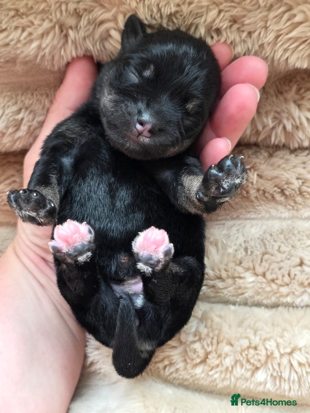Miniature Schnauzer dogs for sale: Outstanding Miniature Schnauzer Puppies - Image 22