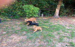 Cocker Spaniel dogs for sale: Cracking working cocker puppy - Image 6