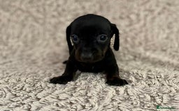 Dachshund dogs for sale: Sausage dachshund puppies  - Image 6