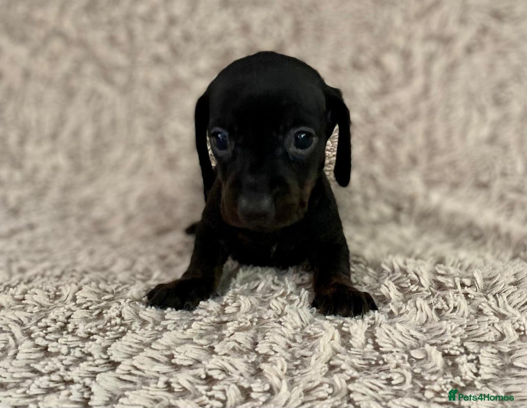 Dachshund dogs for sale: Sausage dachshund puppies  - Image 6