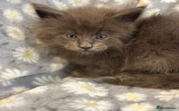 Maine Coon cats for sale: Maine coon kittens black grey brown tabby ready - Image 2