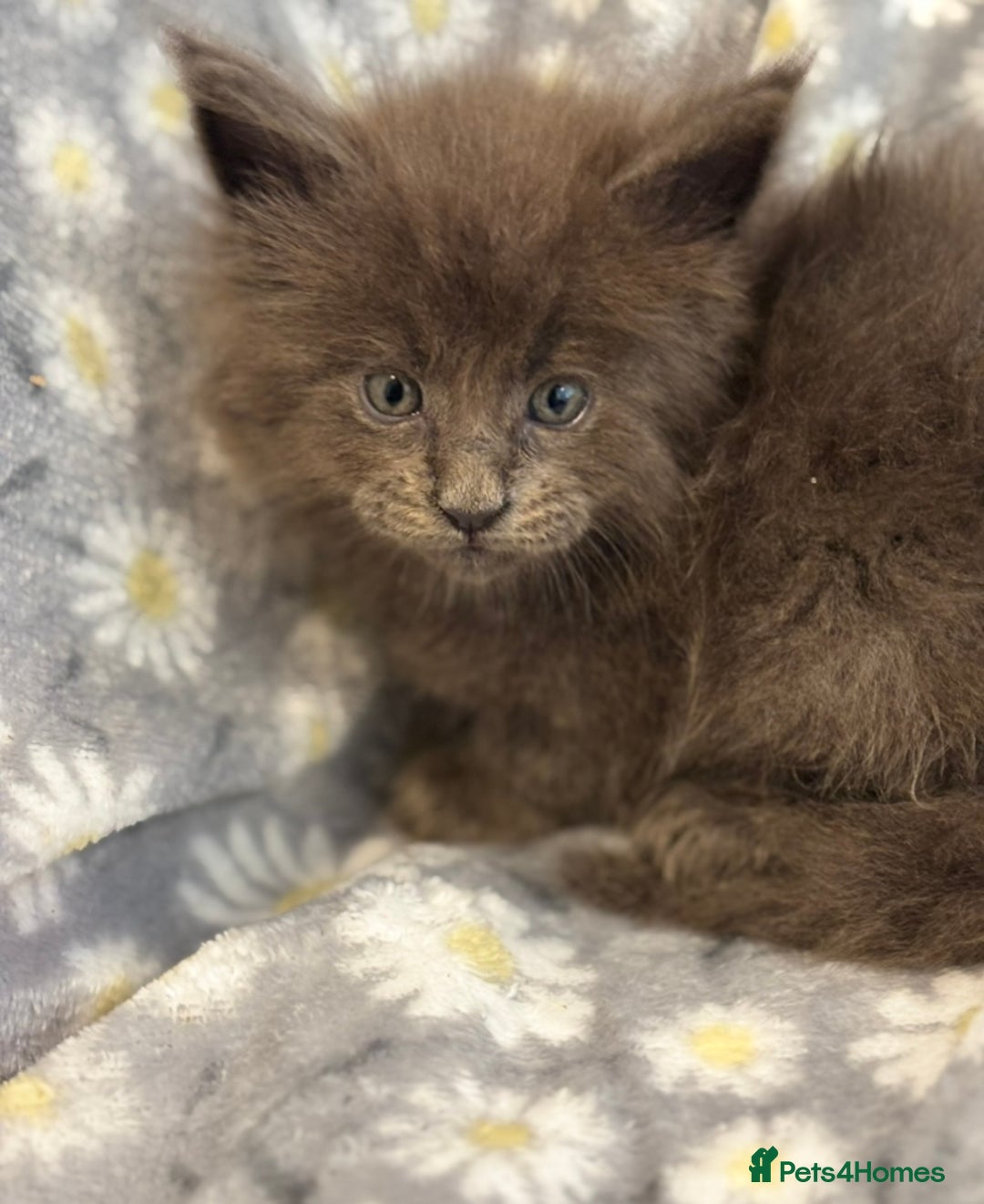 Maine Coon cats for sale: Maine coon kittens black grey brown tabby ready - Image 2