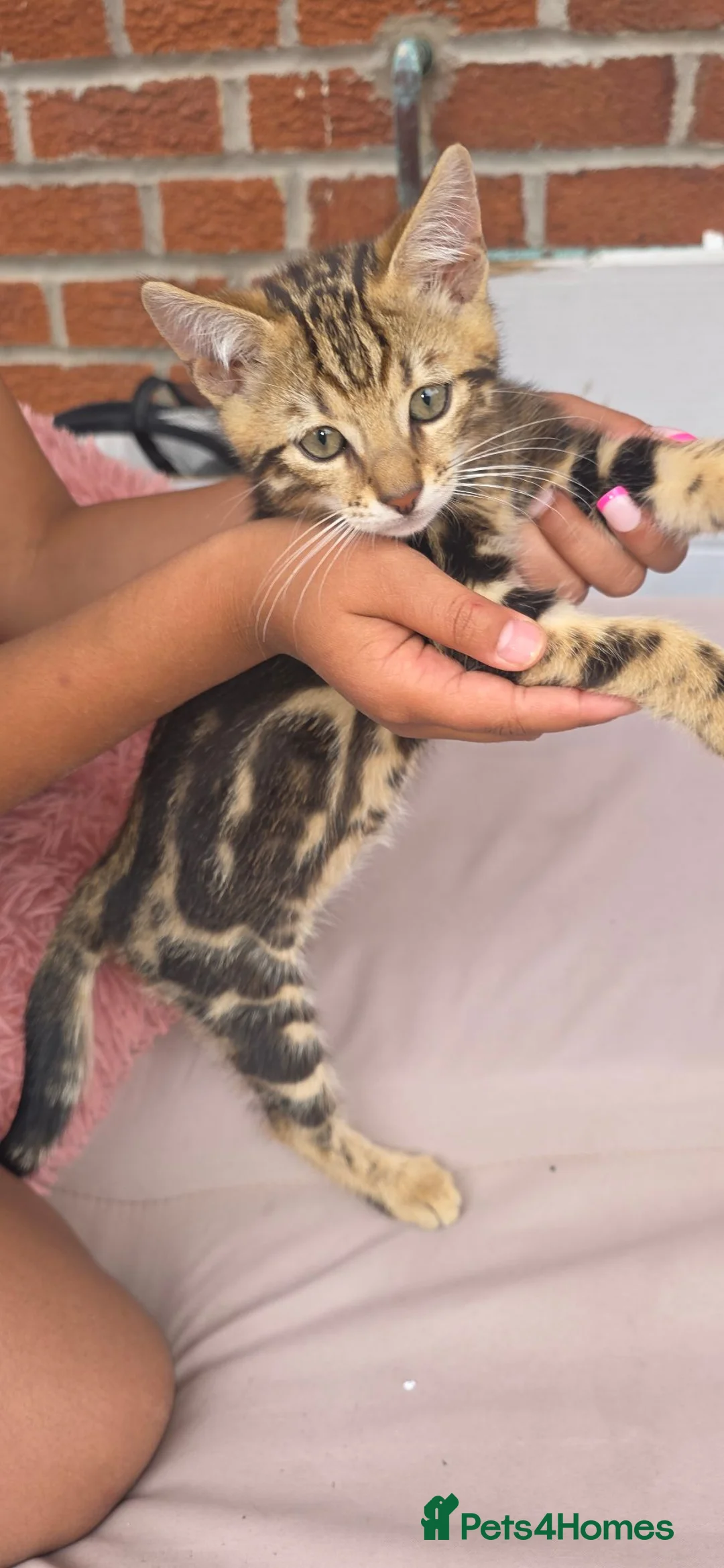 Bengal cats for sale: Beautiful Marble Bengal kitten boy ready now - Advert 1