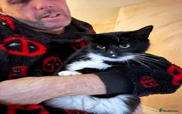 Mixed Breed cats for sale: Female cat for sale - Image 1
