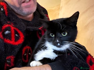 Mixed Breed cats - Advert 30