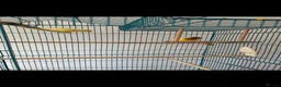 Canaries birds for sale: Two Lovely Canaries Looking for a New Home - Advert 5