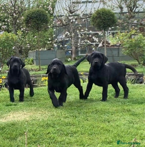 Labrador Retriever dogs Bold and Confident Black Labrador Pups - Advert 1