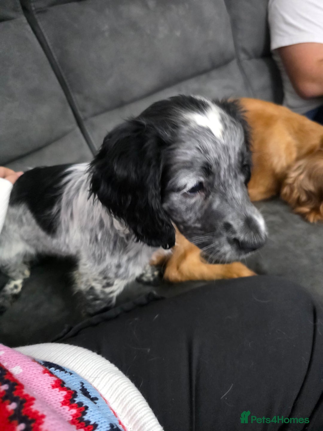 Cocker Spaniel dogs for sale: 1 left Working coker spaniel  - Advert 18