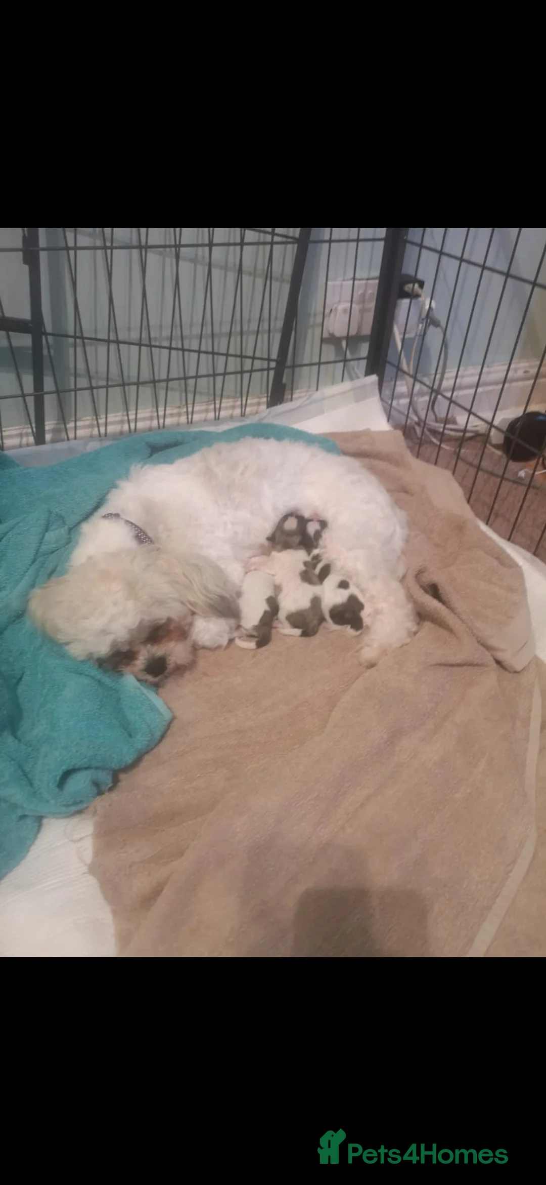 Mixed Breed dogs for sale: Malshipoo - Advert 8