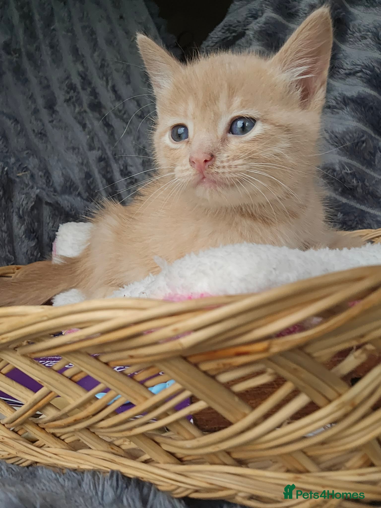 Mixed Breed cats for sale: Gorgeous ragdoll cross kittens  - Advert 6