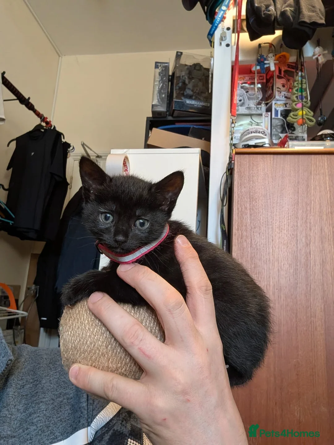 Bombay cats for sale: 🐾 Loving Homes Wanted for 4 Roxy’s Kittens 🐾 - Advert 27