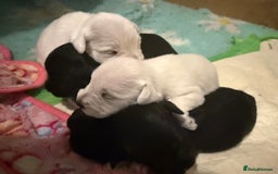 Miniature Schnauzer dogs for sale: Gorgeous KC Reg mini Schnauzers 1 black girl left  - Advert 6