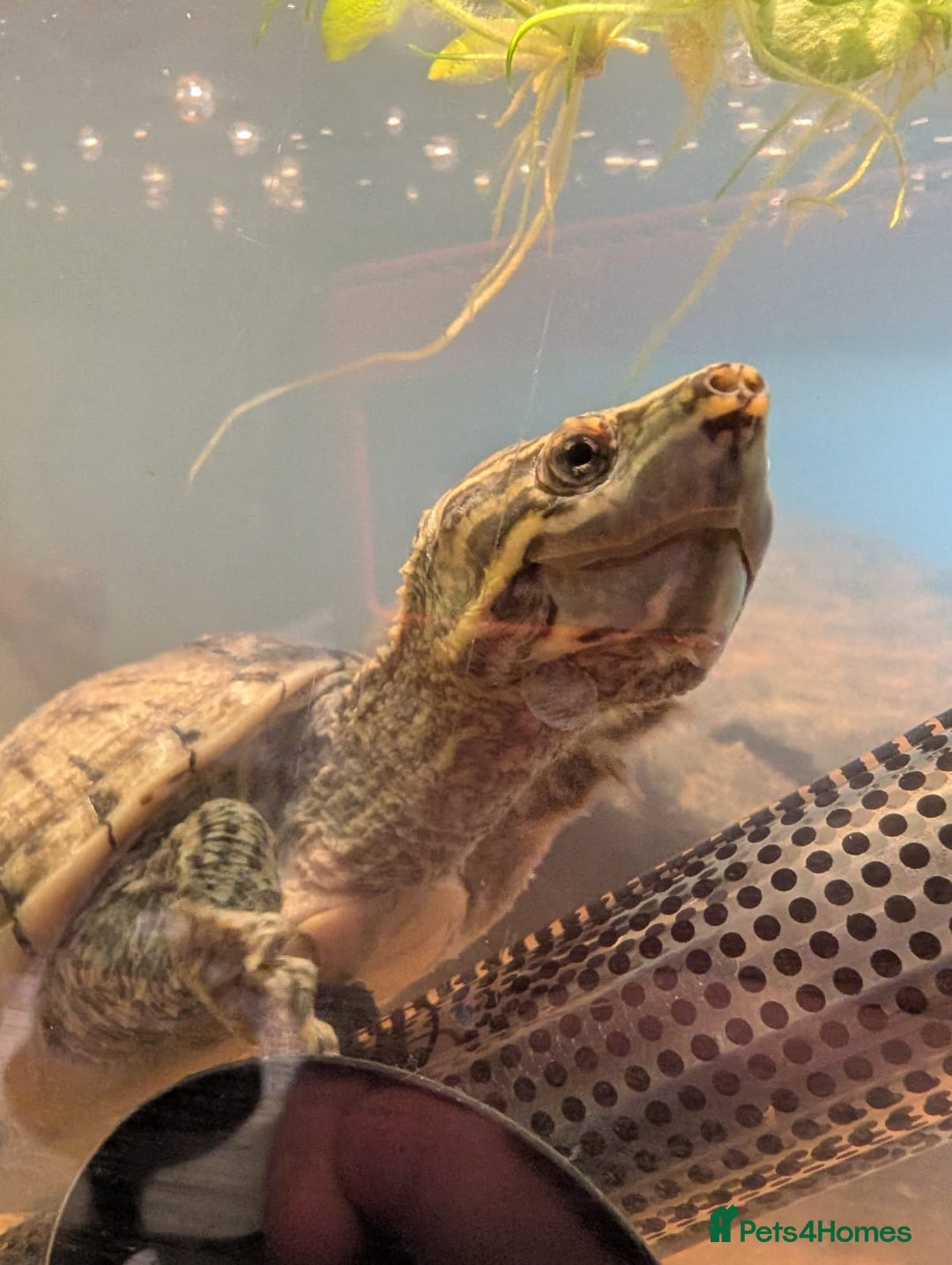 Turtle reptiles for sale: Musk turtle and full set up - Image 5