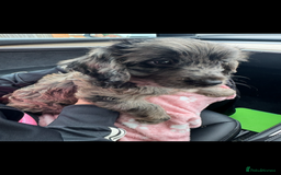 Cockapoo dogs for sale: Female F1 16 week old Cockapoo - Merle colouring  - Image 1